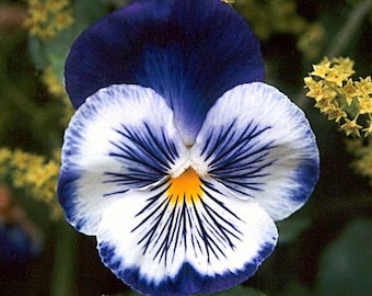 35+ Blue Pansy "Joker" Flower Seeds / Wonderfully Fragrant Annual