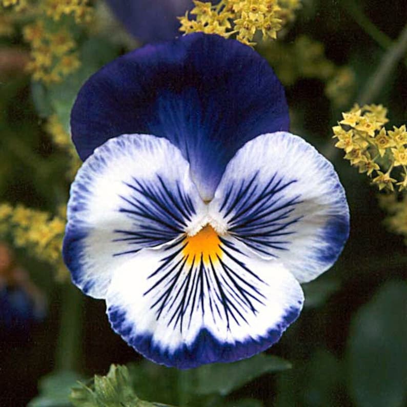 35 Blue Pansy Joker Flower Seeds / Wonderfully Fragrant Annual image 1