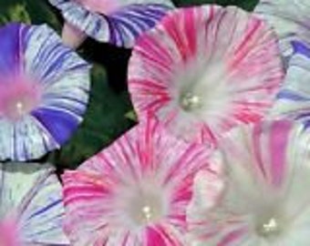 25+ Carnival Mix Morning Glory Ipomoea Flower Seeds / Self-Seeding Annual