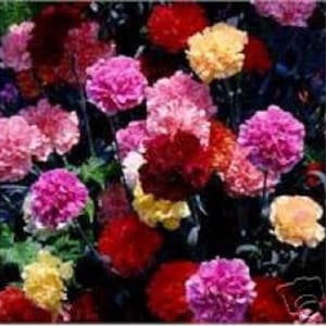 50+ Multi-Color Mix Carnation / Perennial Flower Seeds