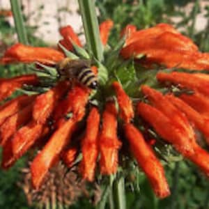 Op de afbeelding: Een close-up van een tros oranje bloemen met een bij die stuifmeel verzamelt. De bloemen zitten dicht bij elkaar en hebben een pluche textuur.
