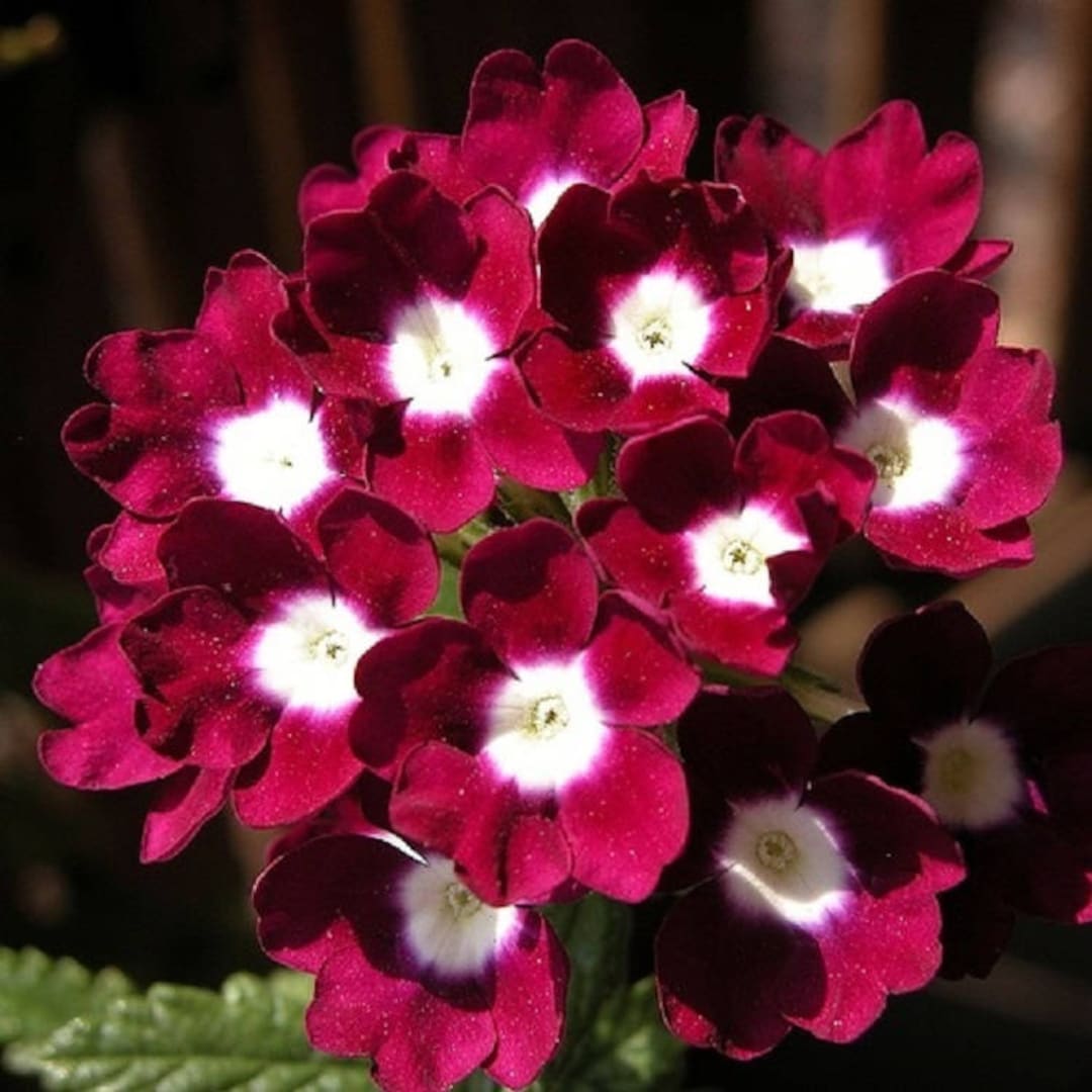 Verbena Obsession Red With White Eye Perennial Flower Seeds Deer Resistant Etsy