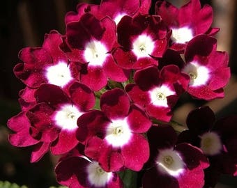 Verbena Obsession Red with White Eye Perennial Flower Seeds Deer Resistant