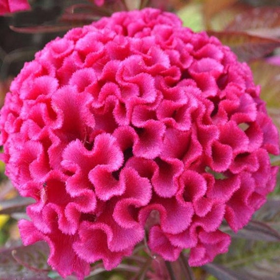 100 Celosia Yellow Cockscomb Flower Seeds/ Reseeding Annual Free shipping 