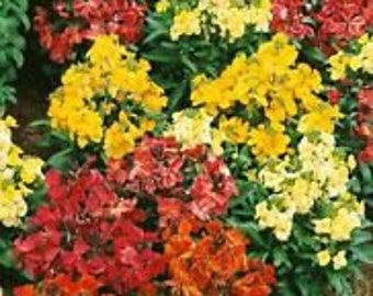 50+ Erysimum Charity Flower Seeds Mix / Deer-Resistant / Scented / Perennial