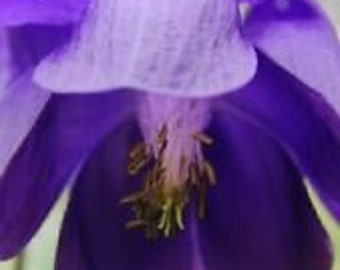 35+ Columbine Aquilegia Purple Alpina Flower Seeds / Perennial