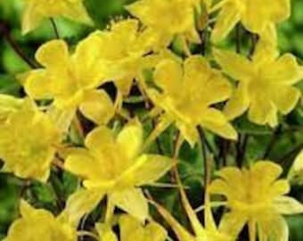 25+ Columbine Aquilegia Sunshine Bright Yellow Flower Seeds / Perennial