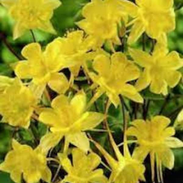 25+ Columbine Aquilegia Sunshine Bright Yellow Flower Seeds / Perennial