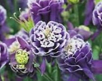 25+ Aquilegia Caerulea Vulgaris Crista Barlow Columbine Flower Seeds / Perennial