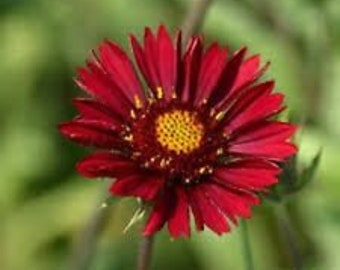 30+ Gaillardia Plume Red Flower Seeds / Rarely Offered Perennial