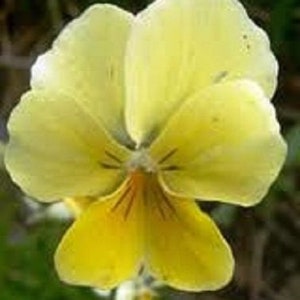 May include: A single yellow pansy flower with a darker yellow center and brown markings. The flower has five petals and is in full bloom.
