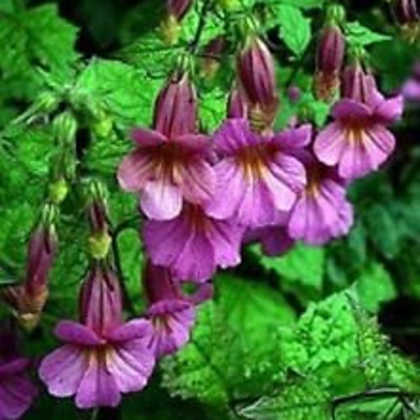 50+ Rosy Purple Chinese Foxglove (Rehmannia Angulata) Perennial Flower Seeds