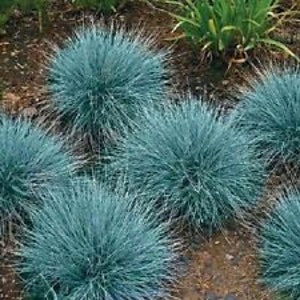 50+ Blue Fescue Seed /Perennial / Festuca Ornamental Grass / Drought Tolerant