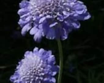 25+ BLUE SCABIOSA PINCUSHION Flower Seeds / Perennial