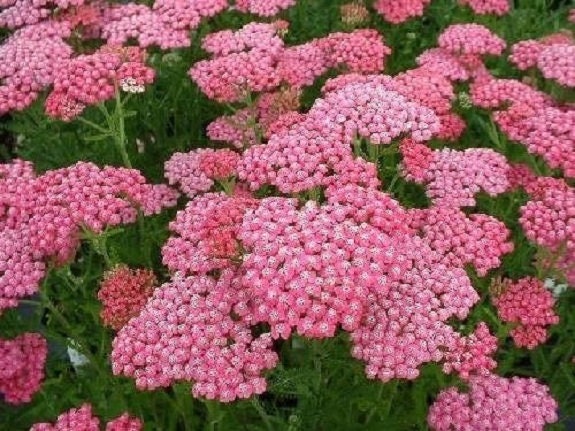 Pink Yarrow Seeds -  Ireland