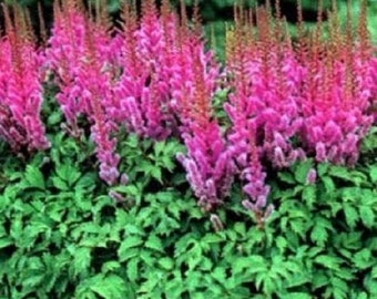 25 Rosso Astilbe / Perenni / Semi Di Fiori. - Italia - Foto 14