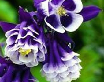 25+ Aquilegia Hybrida Double Pleat Blue And White Flower Seeds / Perennial