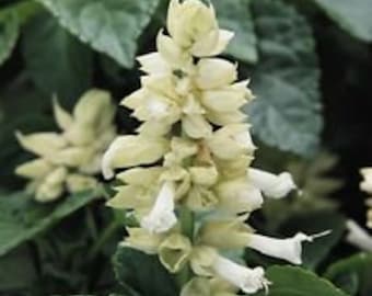 40+ WHITE SALVIA SAGE Flower Seeds / Drought Tolerant Deer Resistant Perennial