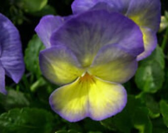 NEW! 30+ LAVENDER / YELLOW Viola Flower Seeds / Shade Perennial