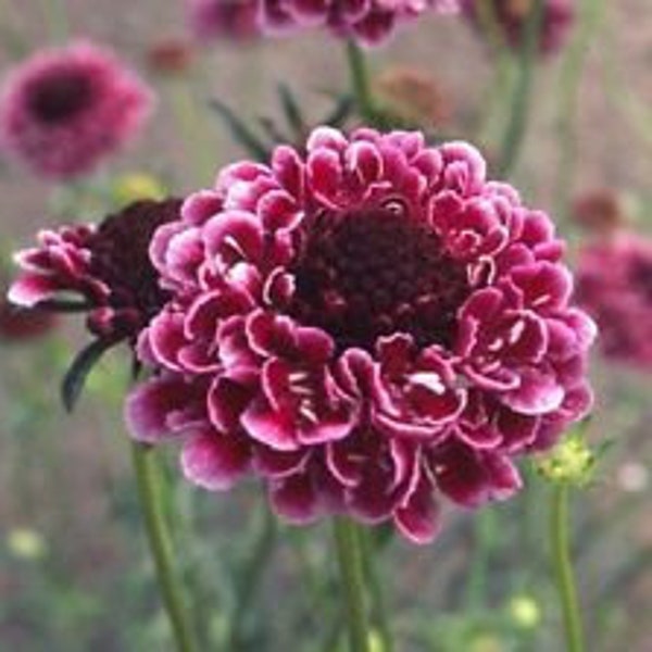 25+ Beaujolais Bonnets Scabiosa Pincushion Flower Seeds / Perenne