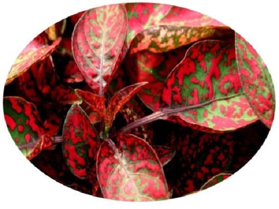 chili saatgut gewinnen BIO Chilisamen Set (5 Sorten)