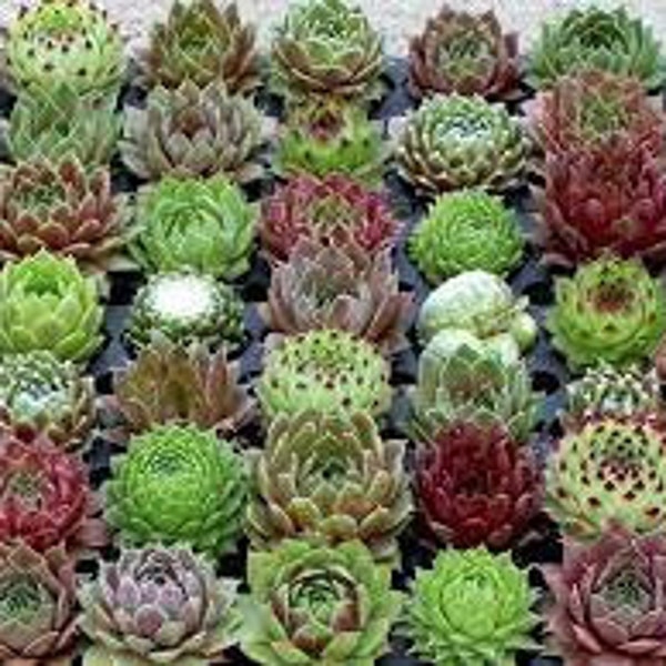 50+ Sempervivum Hardy Perennial Species Mix Succulent Flower Seeds Long Lasting