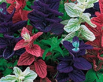 Más de 40 Semillas de flores de salvia Marble Arch Mix / Perenne / Ciervo y tolerante a la sequía