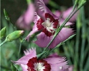 40+ Allwoodi Alpius Dianthus / Perennial Flower Seeds