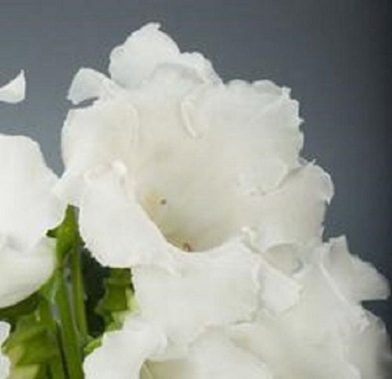 25 White Gloxinia Garden or House Plant / Flower Seeds - Etsy Ireland