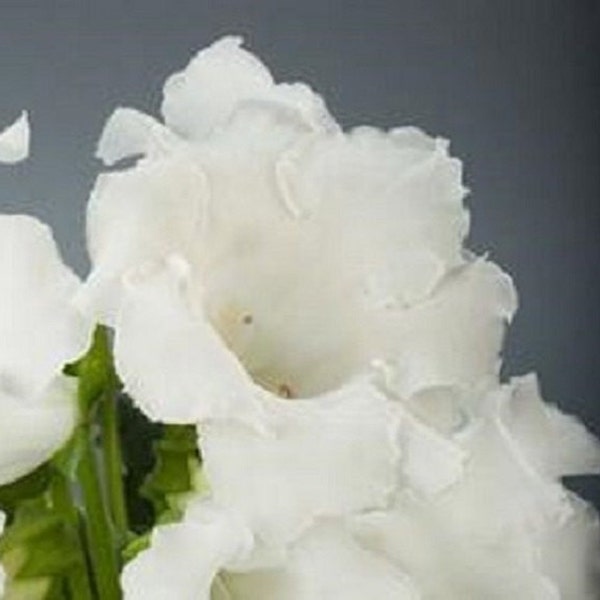 25+ White Gloxinia Garden or House Plant / Flower Seeds