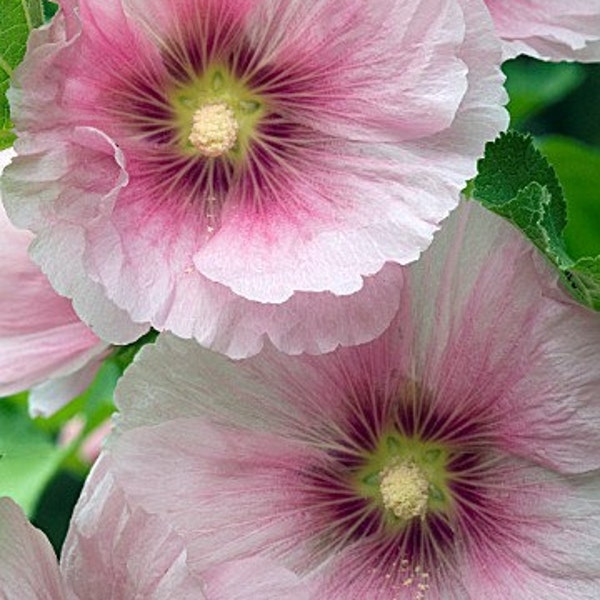 35+ Old Fashioned Giant Pink Hollyhock Flower Seeds / Perennial