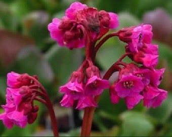 25+ Winter Glow Bergenia Ground Cover Flower Seeds / Perennial