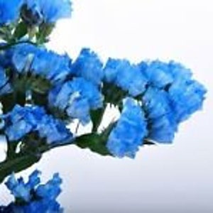 May include: Close-up of a cluster of vibrant blue flowers with a textured appearance. The flowers are in full bloom, showcasing their delicate petals and intricate details. The stems are green, and the background is white.
