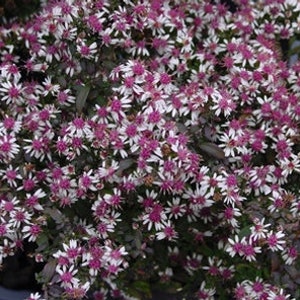 40+ Calico Aster Flower Seeds / / Zelfzaaiend Eenjarig