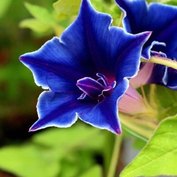 15+ Blue Picotee Morning Glory Flower Seeds / Self-Seeding Annual