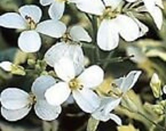 50+ Arabis Caucasica White Rock Cress Flower Seeds / Perennial / Deer Resistant
