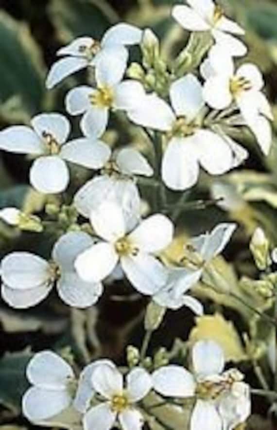 50+ Arabis Caucasica White Rock Cress Flower Seeds / Perennial / Deer  Resistant - Etsy