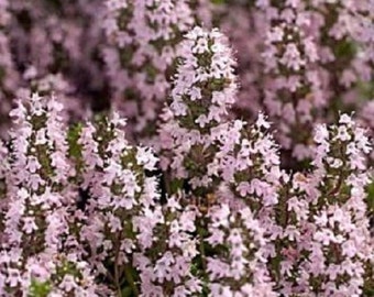 75+ Thyme Thymus Vulgaris Herb / Perennial Flower Seeds