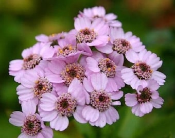 50+ Lilac Colored Achillea / Yarrow / Deer Resistant / Perennial