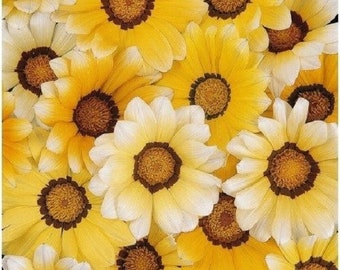 30+ ガザニア ゴールデンイエロー / 干ばつ耐性 / 再播種可能な一年草の花の種子