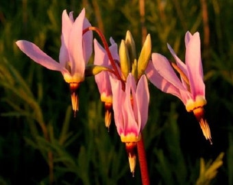 25+ Pink Dodecatheon Meadia Midland Shooting Star / Perennial Flower Seeds