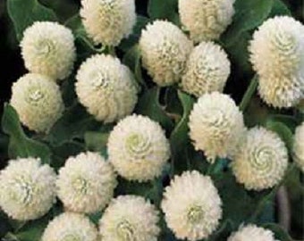 40+ White Gomphrena Flower Seeds / Annual