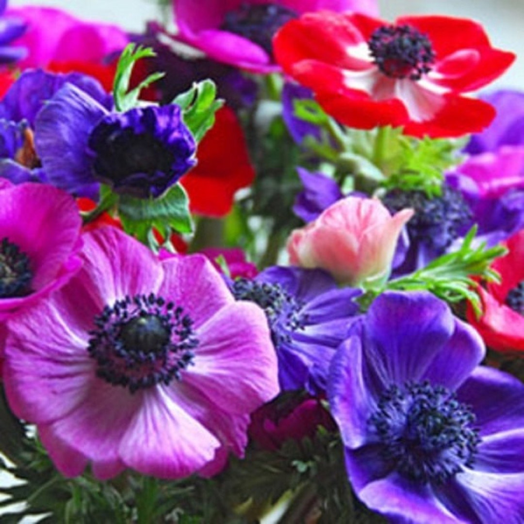 317　アネモネ 40+ Anemone Decaen Mix / Perennial Flower Seeds - Etsy