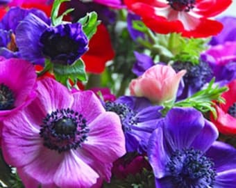 40+ Anemone Decaen Mix / Perennial Flower Seeds