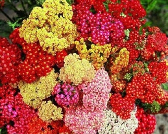 50+ Achillea Summer Pastels Mix / Perennial / Flower Seeds.