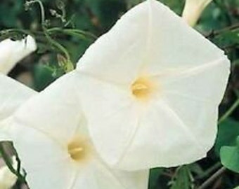 50+ Ensign White Dwarf Morning Glory Flower Seeds / Long Lasting Reseed Annual