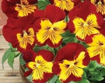 35+ Sunburst Pansy Panola / Flower Seeds