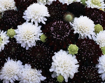 25+ Scabiosa Pincushion Night And Day BLACK/WHITE Flower Seeds MIX / Perennial