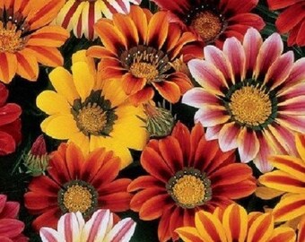 30 + Sonnenschein Mix Gazanien / Dürre Tolerant / erneute Seeding jährliche Blumensamen