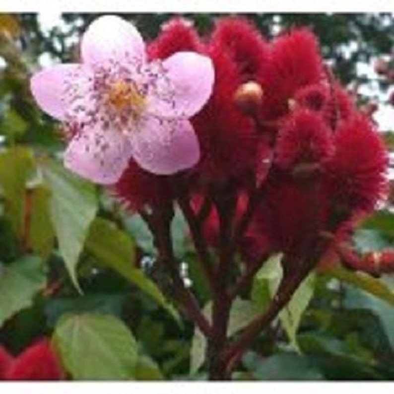 10 Annatto Lipstick Tree / Perennial Flower Seeds Etsy